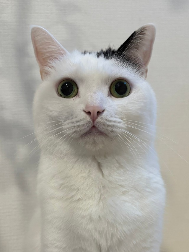 現在のたけるくん、成猫になってもキュート！（画像提供：まつもとたけるさん）