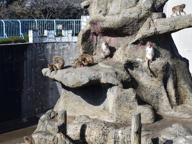 市川市動植物園の猿山（c）ikeyama/stock.adobe.com