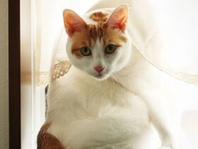 呼びましたかニャ？　豪雨の日に出会いおうちの子になったMIX猫「ニャー」