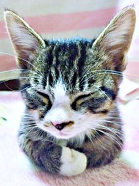 保護当時、生後推定3カ月ほどの子猫だったひゅうちゃん（画像提供：ふみさん）