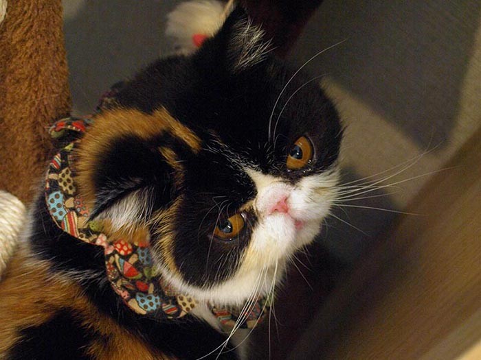 魚卵姉妹の１匹、亡くなったおこわ似の「イクラ」