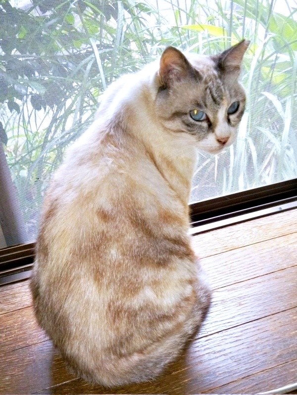 2025年10月5日、窓辺でニャルソックするテトちゃん（画像提供：テトにゃんさん）