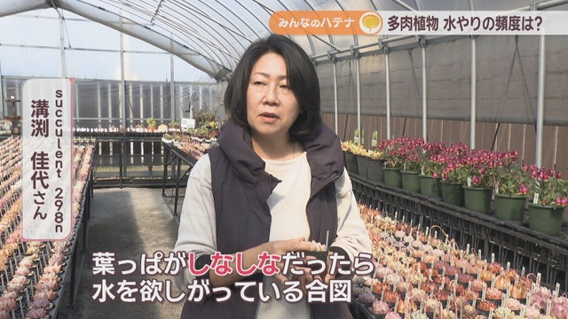 succulent 298n／溝渕佳代さん