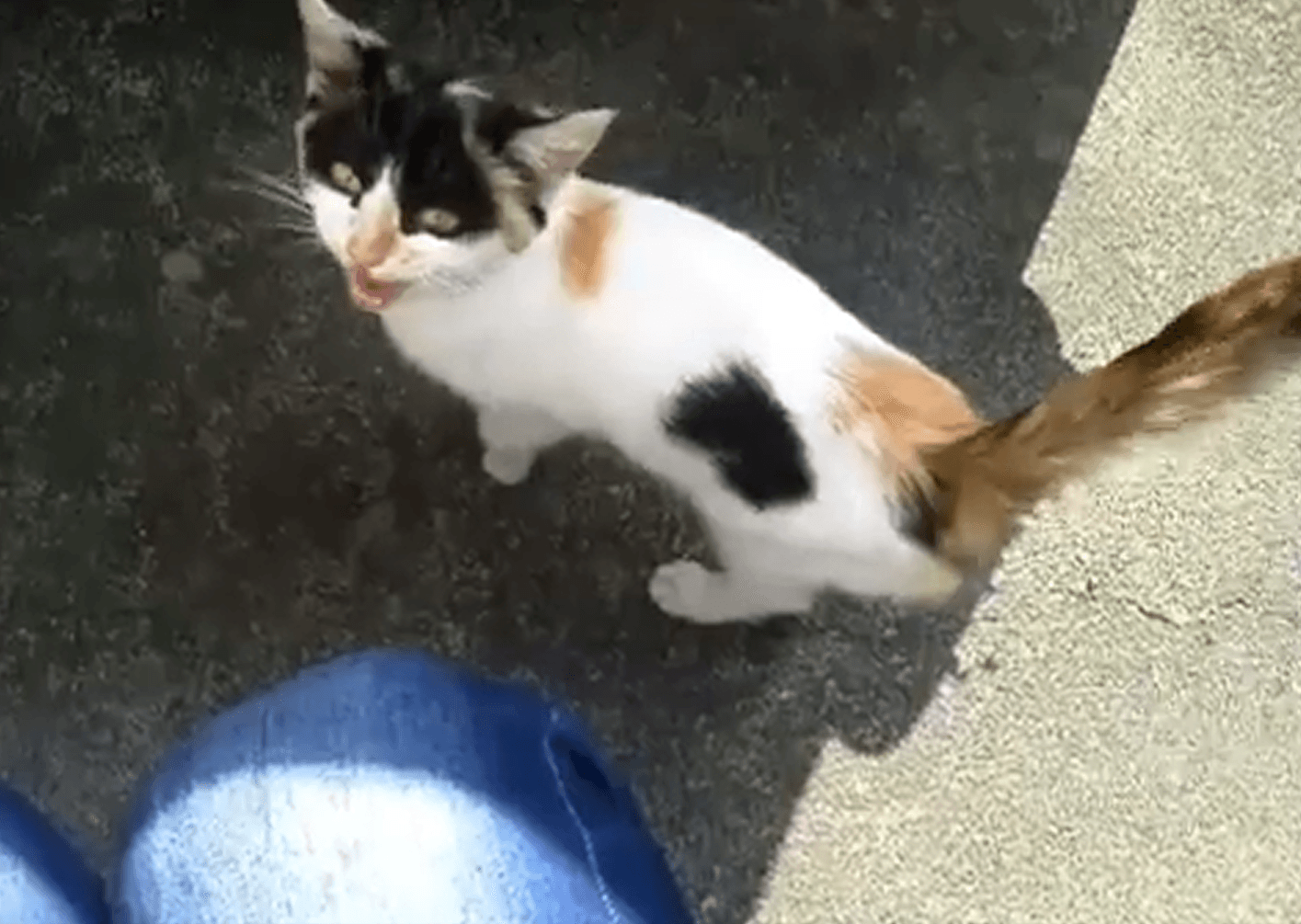 保護やお世話、里親探しをした三毛猫