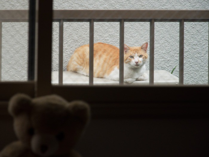 エアコンの室外機の上もお気に入り（小林写函撮影）