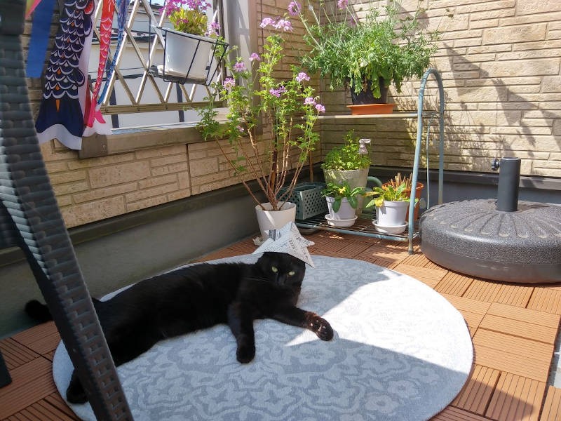 おっとりした性格。かぶりものも気にしません