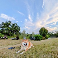 青空の下、にっこり笑みを浮かべるすずちゃん（画像提供：入間川いぬ散歩会さん）