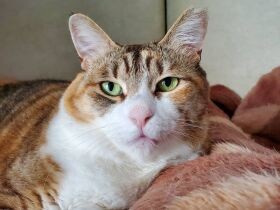 虫を見つけてのっそのっそと網戸を登った　縞三毛猫「こうめ」朝ご飯後にまったり