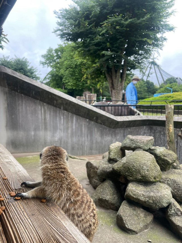 飼育員とミーアキャット、見つめ合う1人と1頭…　提供：市川市動植物園