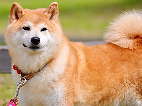 ドライブ大好き、子犬だった柴犬「あられ」も１２歳