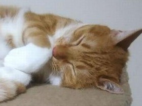 ようやく心を開いたビビリ猫　飼い主の先生にも変化が