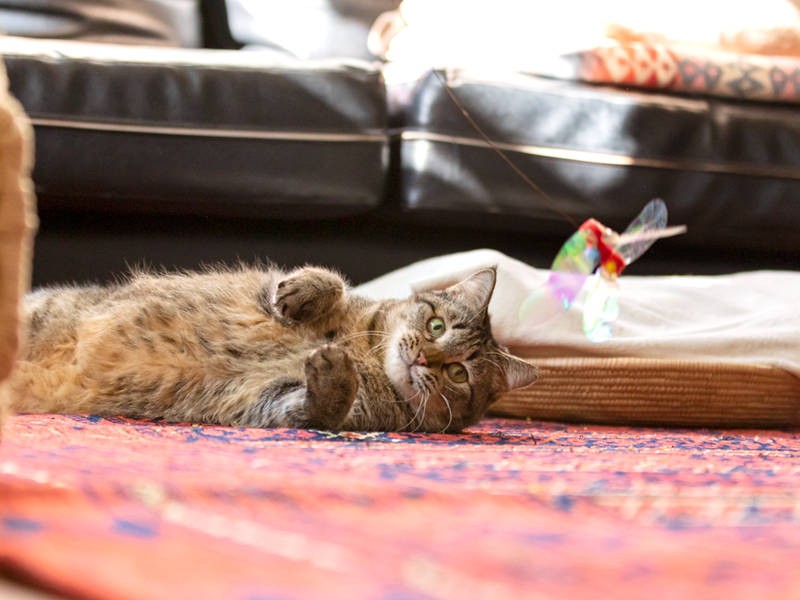 この日、チセが躍動