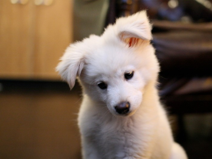 子犬の頃から優等生だった大吉