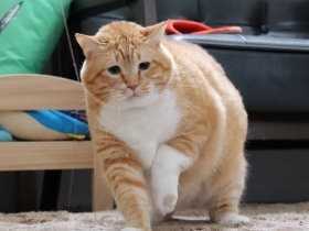 虫をも怖がる巨大な猫…　猫のぐっぴーが多義語を解説