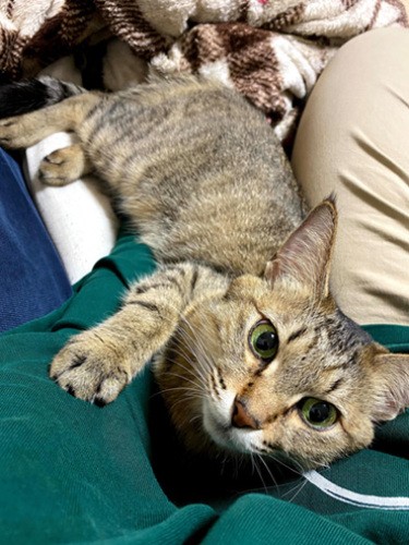 甘えん坊全開（飼い主提供）