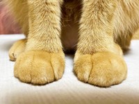 多くの人を癒やしたつぶちゃんの前足（画像提供：つぶさん） 