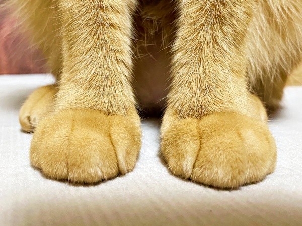 多くの人を癒やしたつぶちゃんの前足（画像提供：つぶさん） 