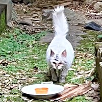 保護前、体にとりもちが絡まり、お腹を空かせていたあめくん（画像提供：naoさん）