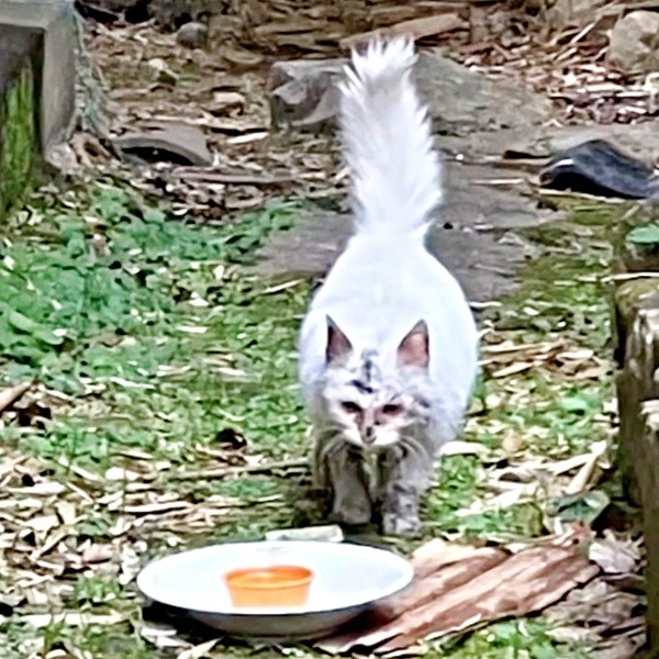 保護前、体にとりもちが絡まり、お腹を空かせていたあめくん（画像提供：naoさん）