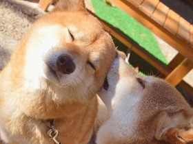 古民家食堂の柴犬２匹　仲良く湖のパトロールが日課