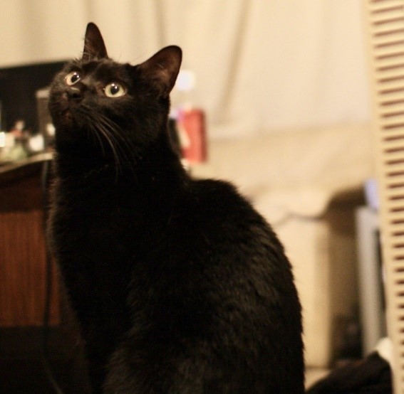 お空へ旅立ったくぅちゃん