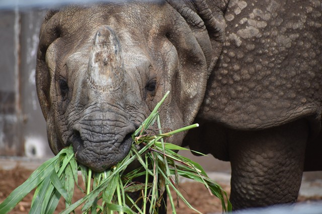 餌を食べるナラヤニさん