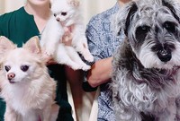 ロンちゃんを迎え入れた里親さん夫婦と、先住犬の2頭