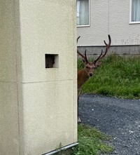 出勤のタイミングで正面から鹿（提供：mrock722139さん）