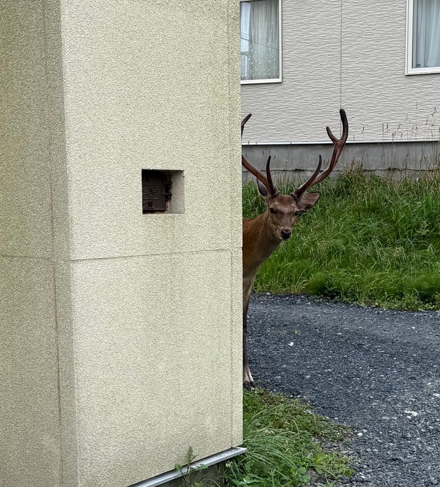 出勤のタイミングで正面から鹿（提供：mrock722139さん）