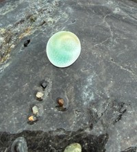ヒスイ海岸で見つけた、ビー玉のように丸く青緑色に透ける謎の物体は…サザエの蓋でした／松殿さん（@matudono2）提供