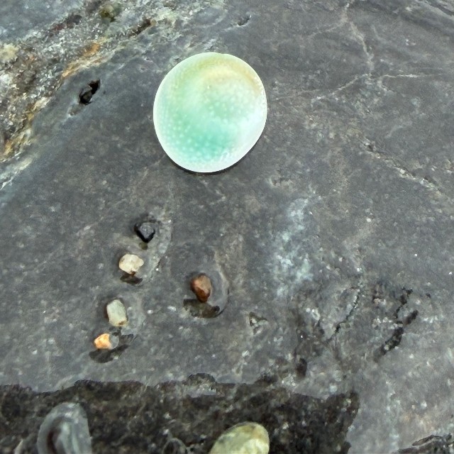 ヒスイ海岸で見つけた、ビー玉のように丸く青緑色に透ける謎の物体は…サザエの蓋でした／松殿さん（@matudono2）提供