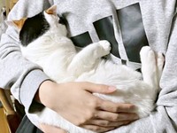 投稿者さんが抱っこするとお顔を突っ伏したしゃけちゃん（画像提供：しゃけさん）