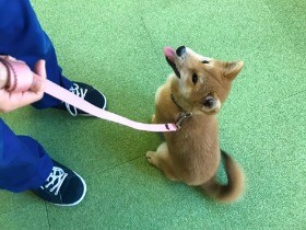 愛犬のしつけ「体罰反対」獣医師らが声明　「困ったら相談を」