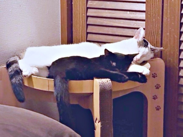 仲良く一緒に眠る（奥）鈴ちゃん（手前）乃愛ちゃん（画像提供：桃丸さん）