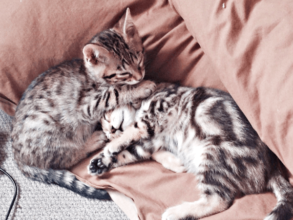 すやすやと一緒に眠る（左から）はらみさんとかるびさん（画像提供：べじたりあん。）