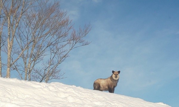 雪山の上からこちらを見つめるカモシカ（画像提供：少年さん）
