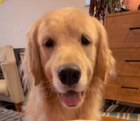 エルちゃんにもお肉をおすそ分け（「ガチムチゴールデンエルの３兄弟」さん提供、Instagramよりキャプチャ撮影）※画像はトリミングしています