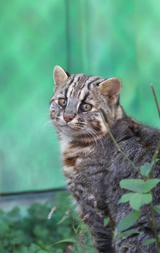  続いての推し動物は、ツシマヤマネコ（提供写真）