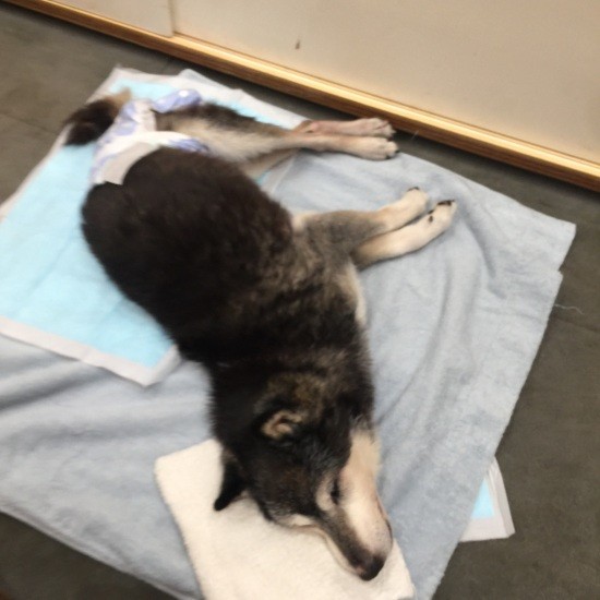 広いところはぐるぐる回る