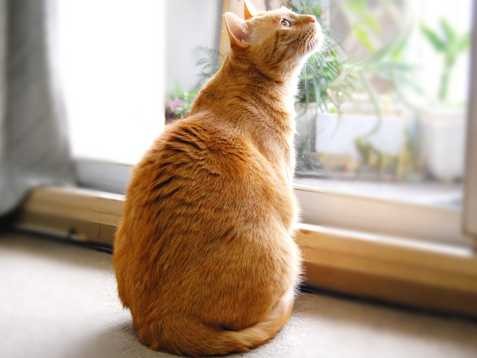 都市伝説ではない「里親詐欺」　２カ月半で猫１７匹引き取り