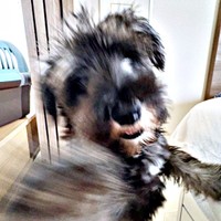 「右フック！」 を披露したセブンくん。片足立ちにもびっくりーー（画像提供：セブン@シュナウザーさん）