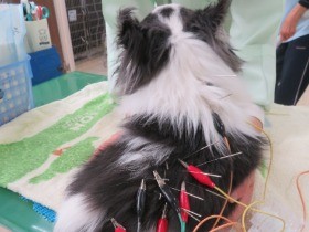 自然治癒力を高める中医学で、春の不調を和らげる