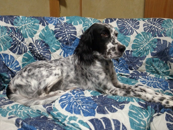 「でも、やっぱりソファがいいの」