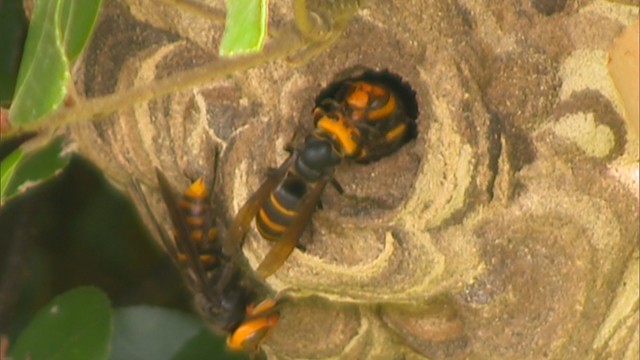 注意！9～10月はスズメバチがどう猛に…駆除作業に同行　香川