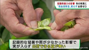 宮城県の秋の味覚　気仙沼茶豆　記録的猛暑で出荷ゼロ
