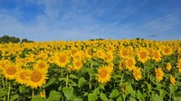 夏の風物詩　蒜山高原でヒマワリが満開　岡山県