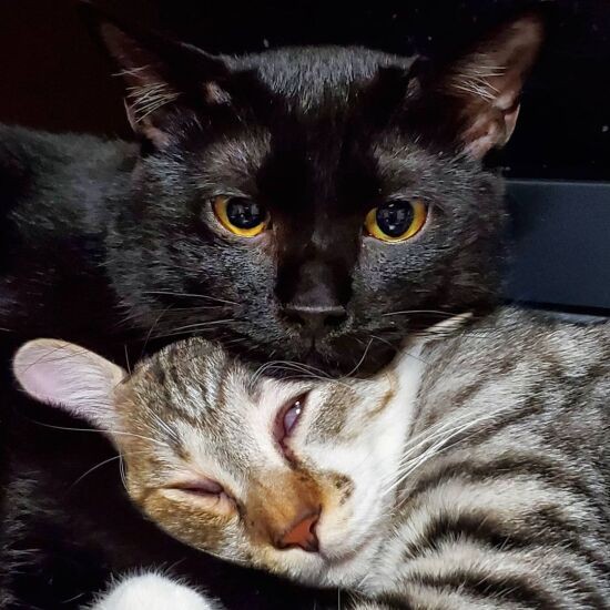 仲良く寝ているのほんとまうた