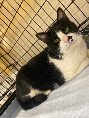 譲渡会でのゴン太（goens提供）