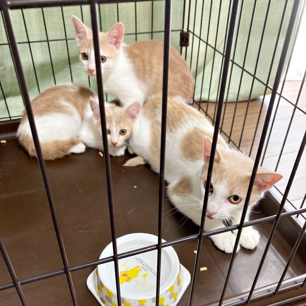 お迎え当日、ケージの中で過ごす（手前）母猫・リンちゃん、（左）モカくん、（後ろ）レンくん（画像提供：ともさん）