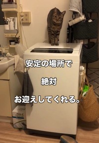 洗濯機の上でお出迎えをしてくれるテンくん（テンくんの飼い主さん、Instagramよりキャプチャ撮影）